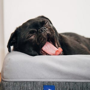 Organic pet matress