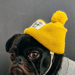 Dog Yellow Beanny