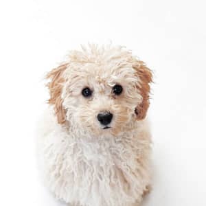 White Puppy