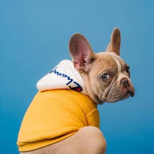Dog Yellow sweater