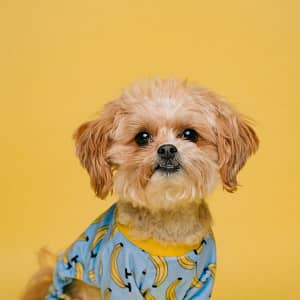 Banana Sweater