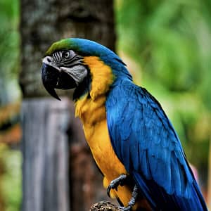 Amazon Parrot