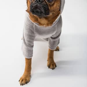 Cute little puppy sweater