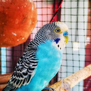Exotic Parrot